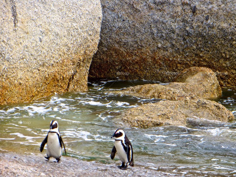 Penguin pair