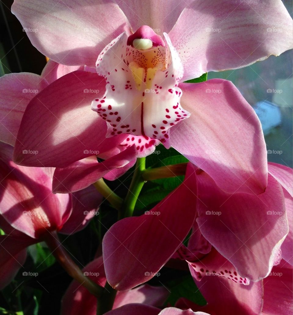 flowers love amore orchidea by cristina.mereu