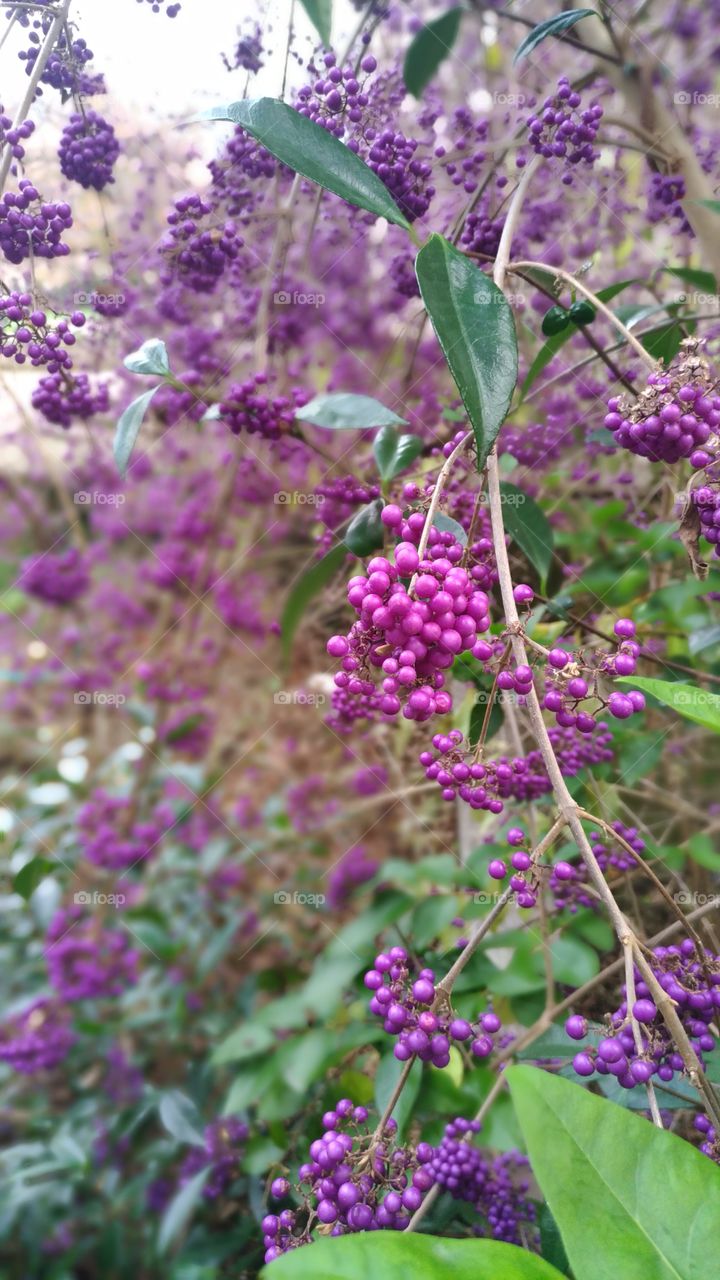 Purple berries, hanging out.