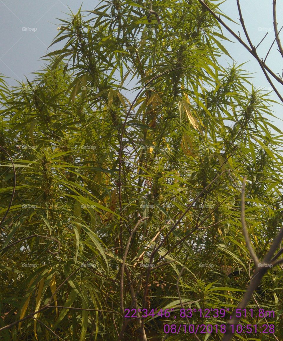 this is a very nice and useful plants of ganja.