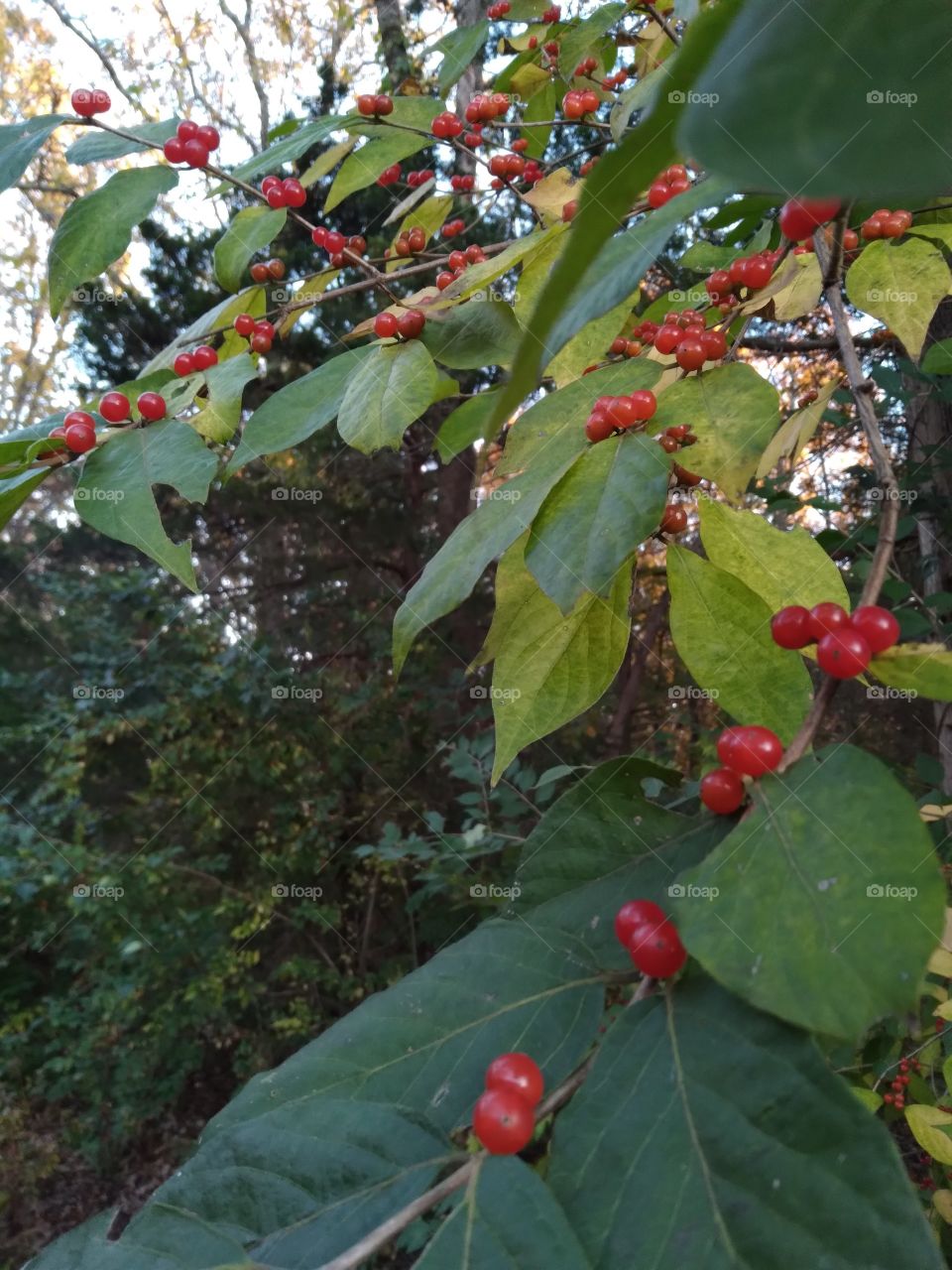 Red berries