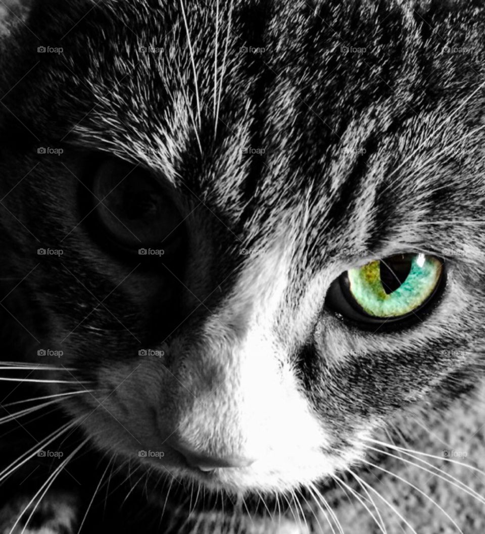 Cat stare. Cat stare