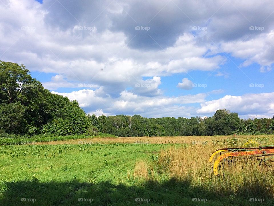 Nature hayfield in August