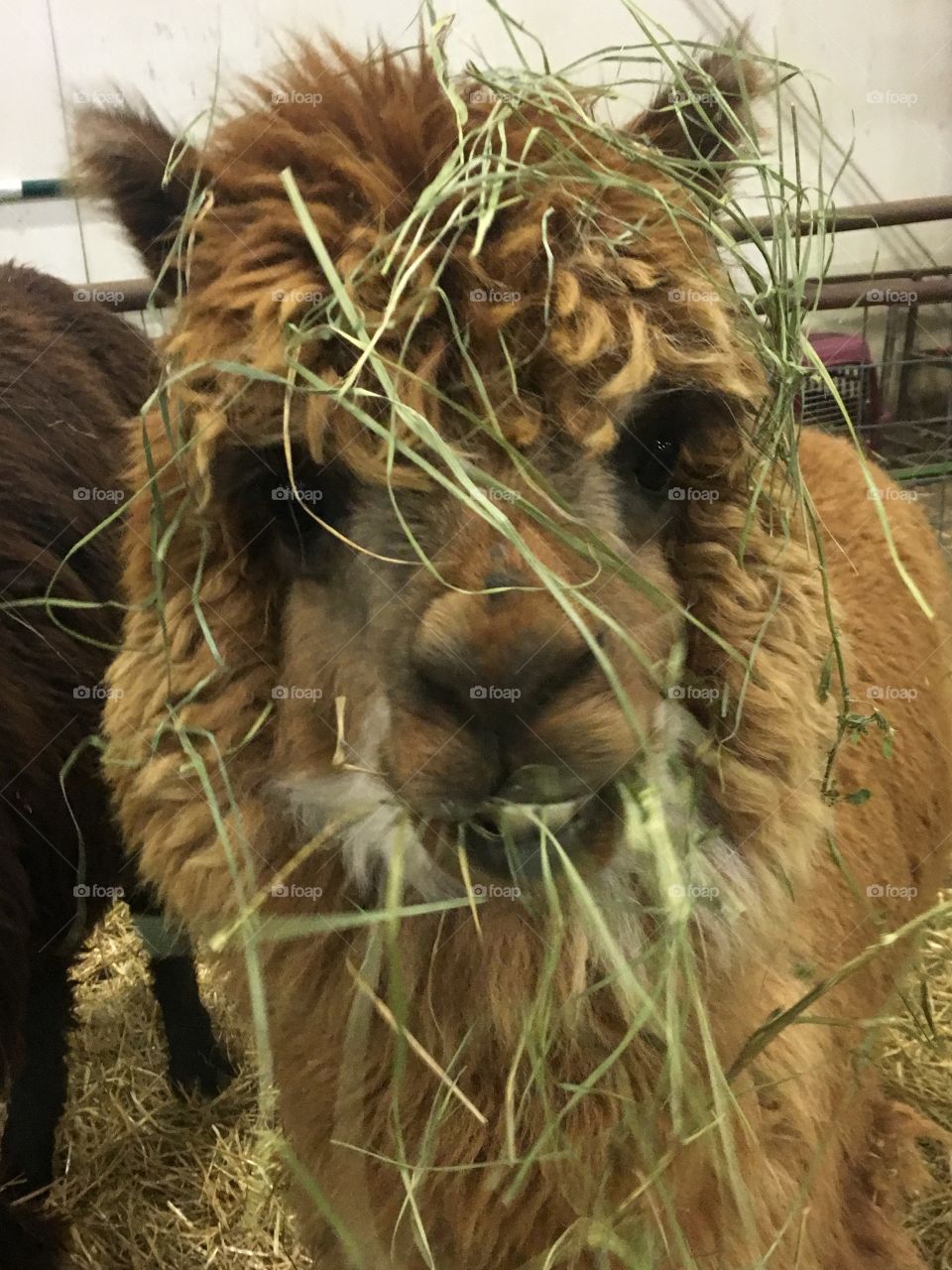 Messy eating alpaca 