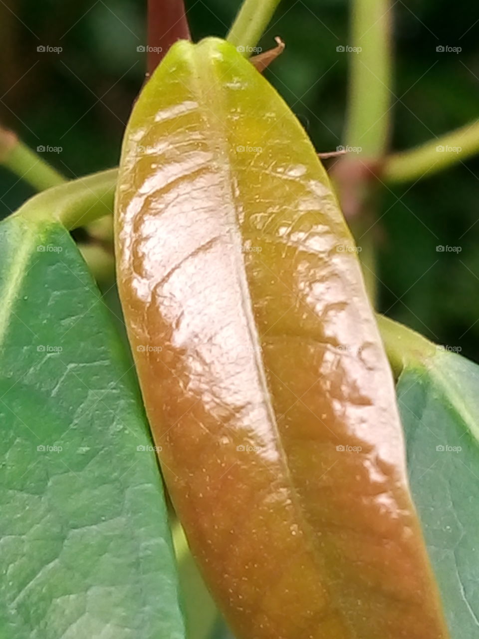 leaf