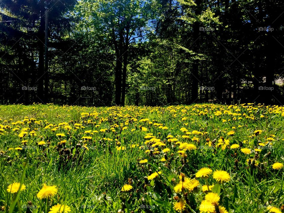 Dandelion valley 