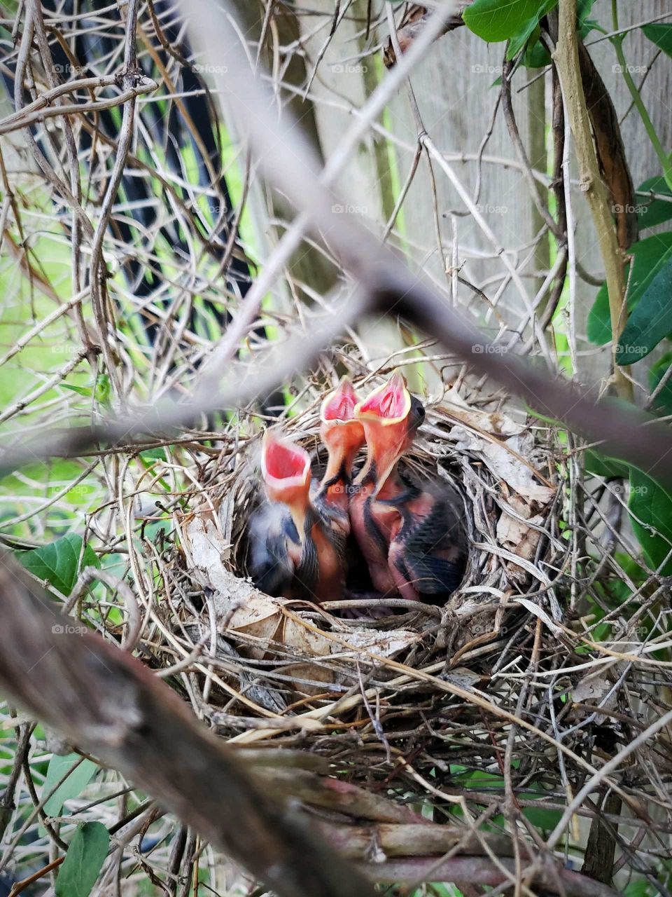 Baby cardinals