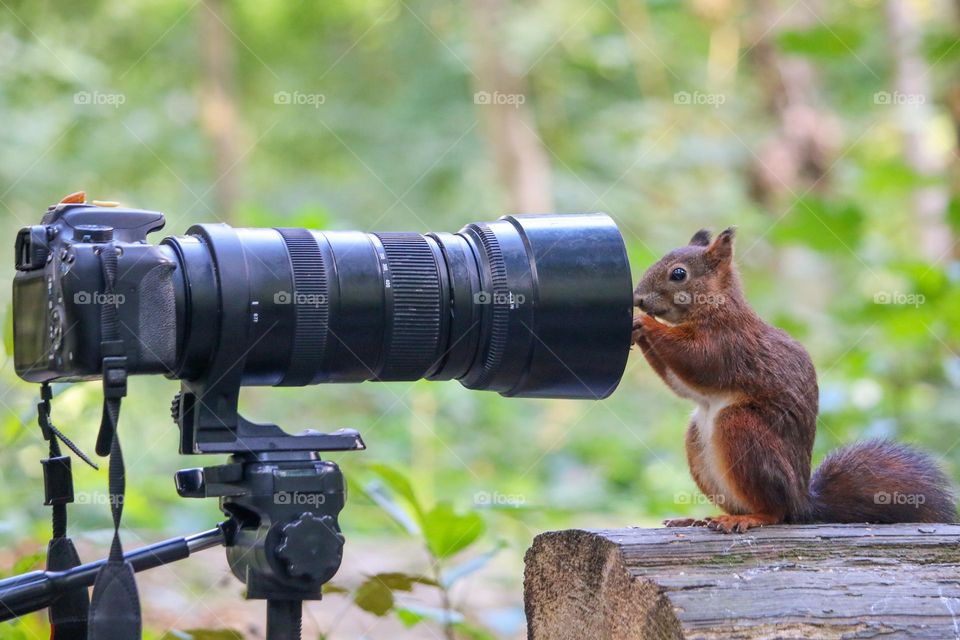 Red squirrel in front of a lens