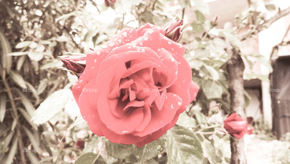 Rose. red rose