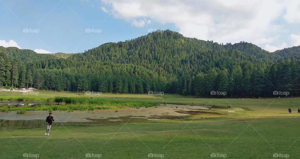 This breathtaking photograph captures a large field and hill full of trees, with the vibrant greenery and blue sky creating a stunning vista. The soft curves and natural contours of the landscape blend seamlessly with the majestic beauty of the trees
