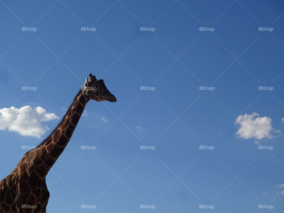 Neck giraffe