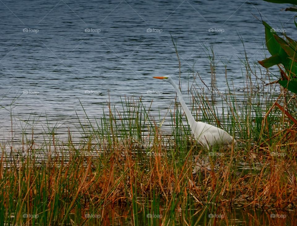 Beautiful Great White Egret hunting at the wetlands edge.