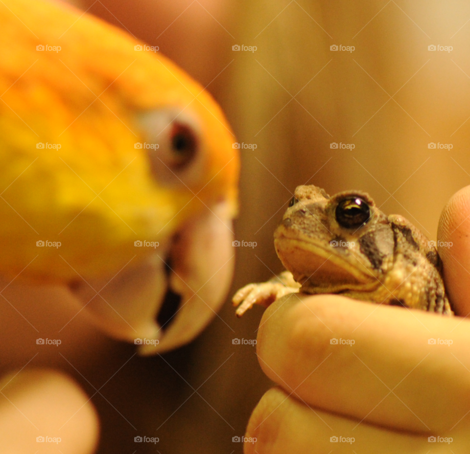 bird cute pet animals by lightanddrawing