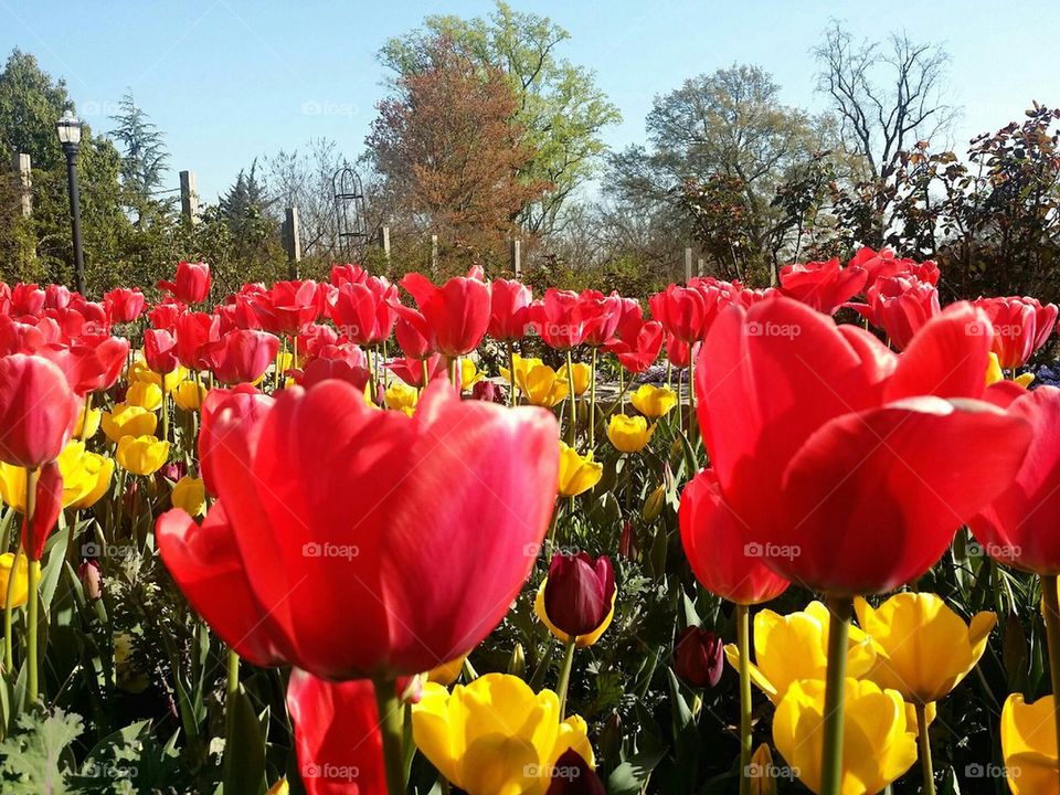 Tulip garden