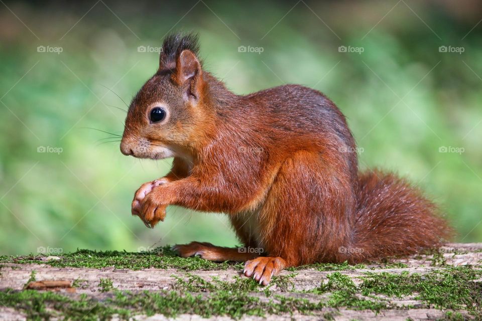 Eurasian red squirrel portrait in the forest