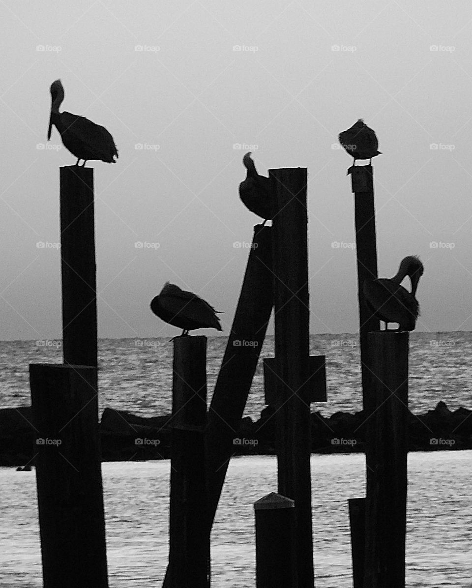 Pelicans sitting on the dock posts