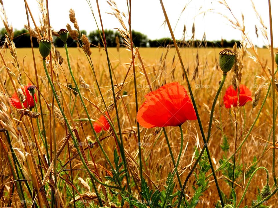 poppies in field