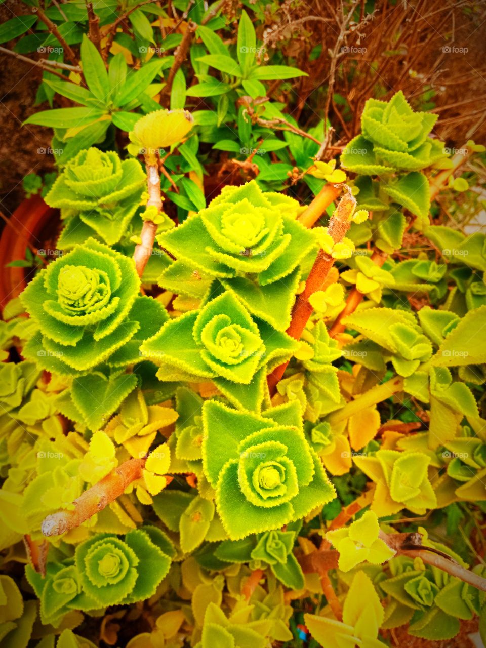 beautiful rose shaped 🌱plant