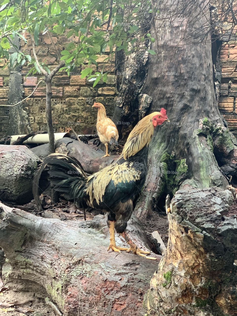 Rooster and chicken on tree branch 