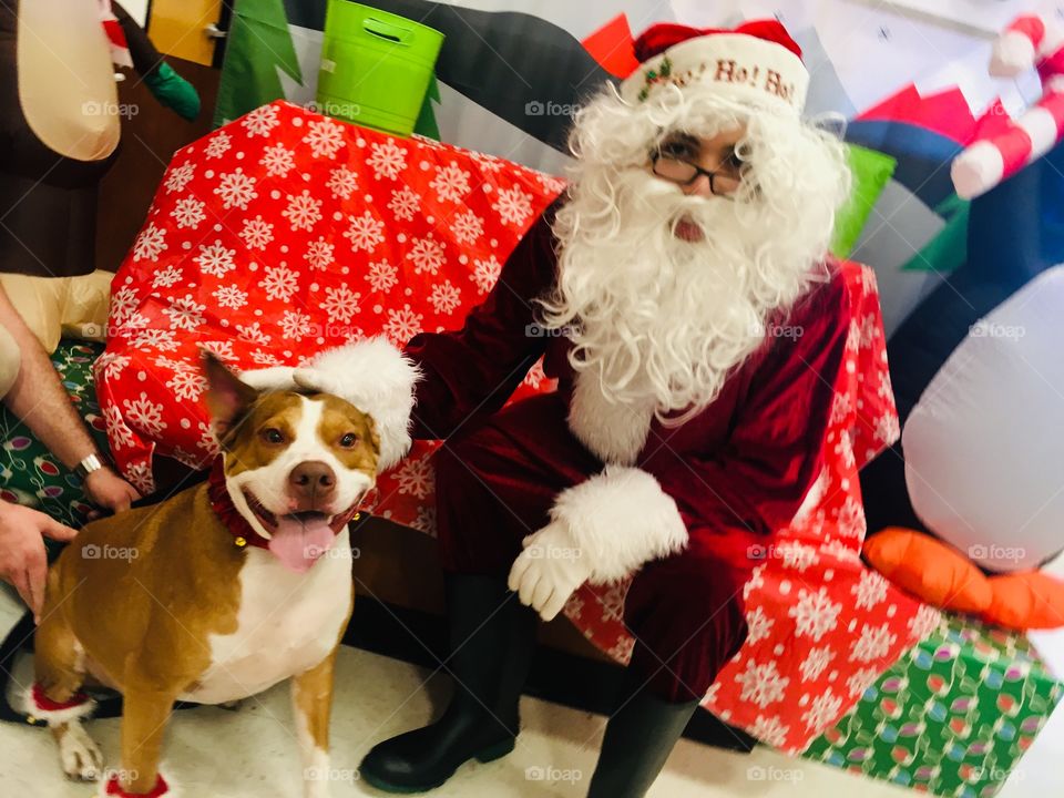 Happy rescue dog with Santa 🎅