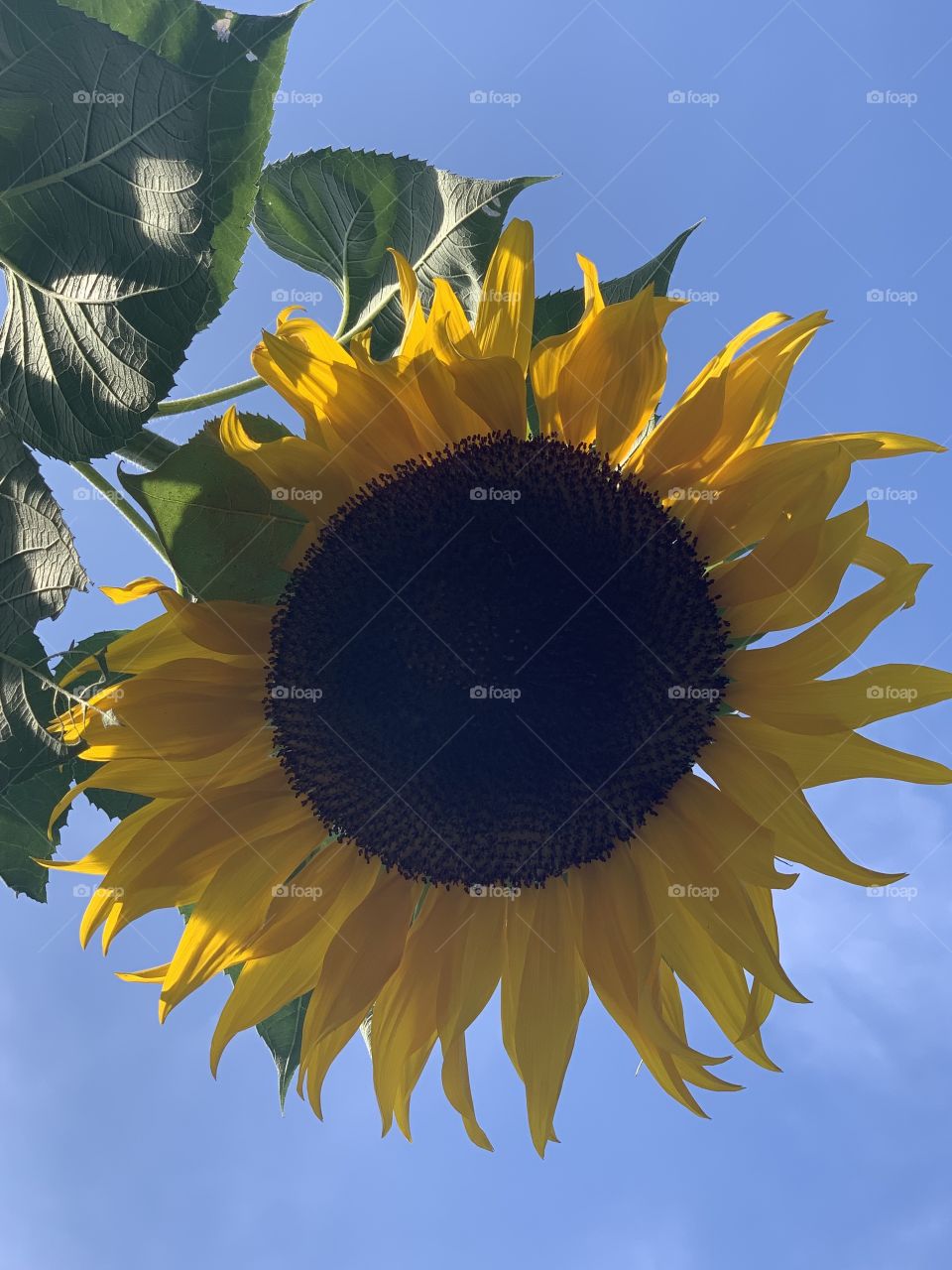 Sunflower from below