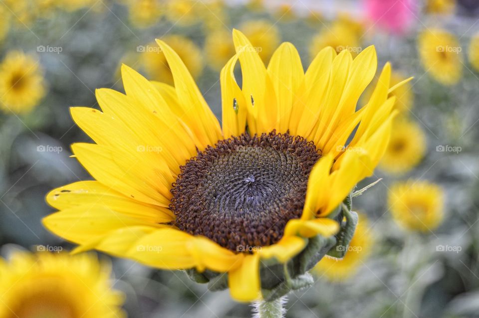 September Sunflower Field #3