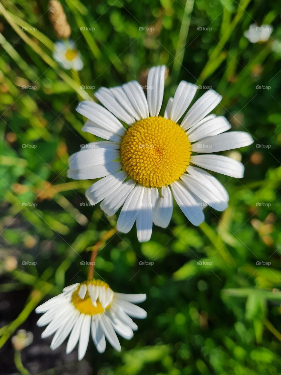 Daisy Focused