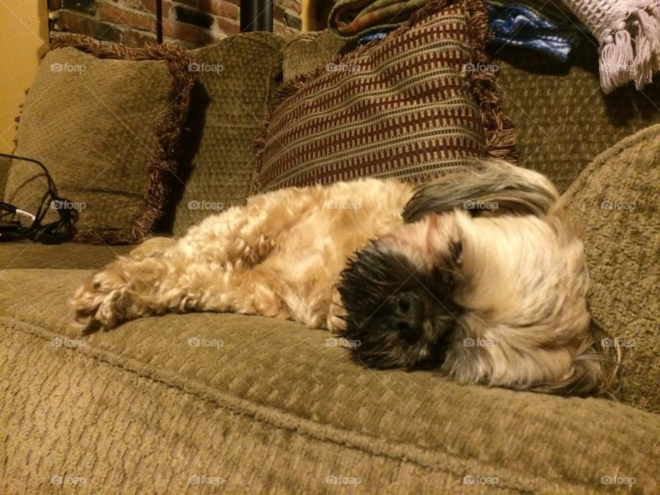 Sleeping Pup. This is a photo of my friend's dog that I took care of for a week.