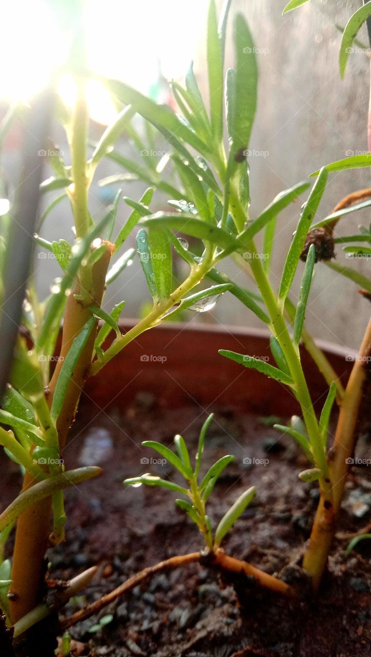 A small Laxman booty plant, drenched in rain,
Looks beautiful, filled with joy.
Water droplets on its leaves, shine like pearls,
And the water dripping from it, attracts hearts.