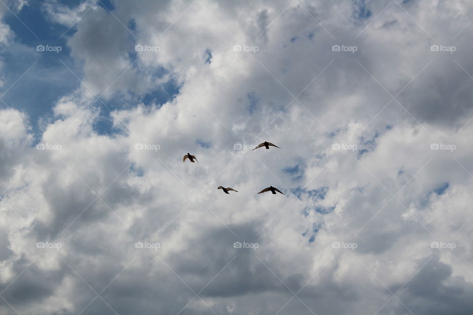 Some birds flying