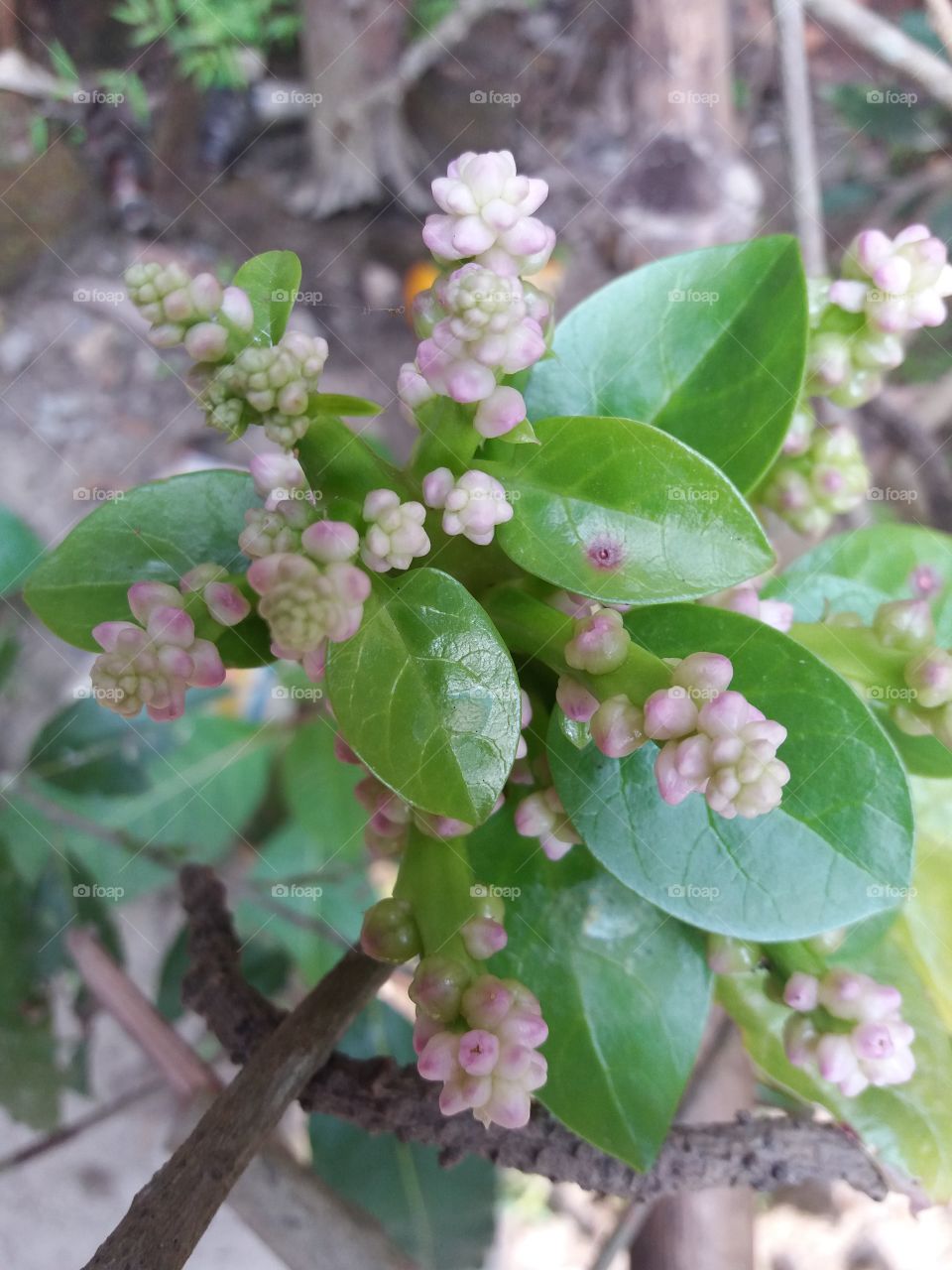 Nature, Flower, Flora, Leaf, Garden