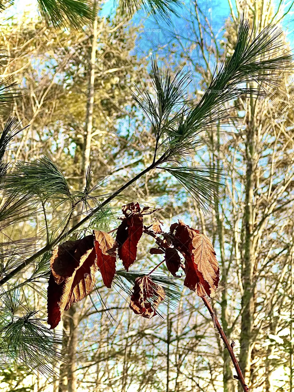 Dead leaves and pine needles in winter on a sunny day.