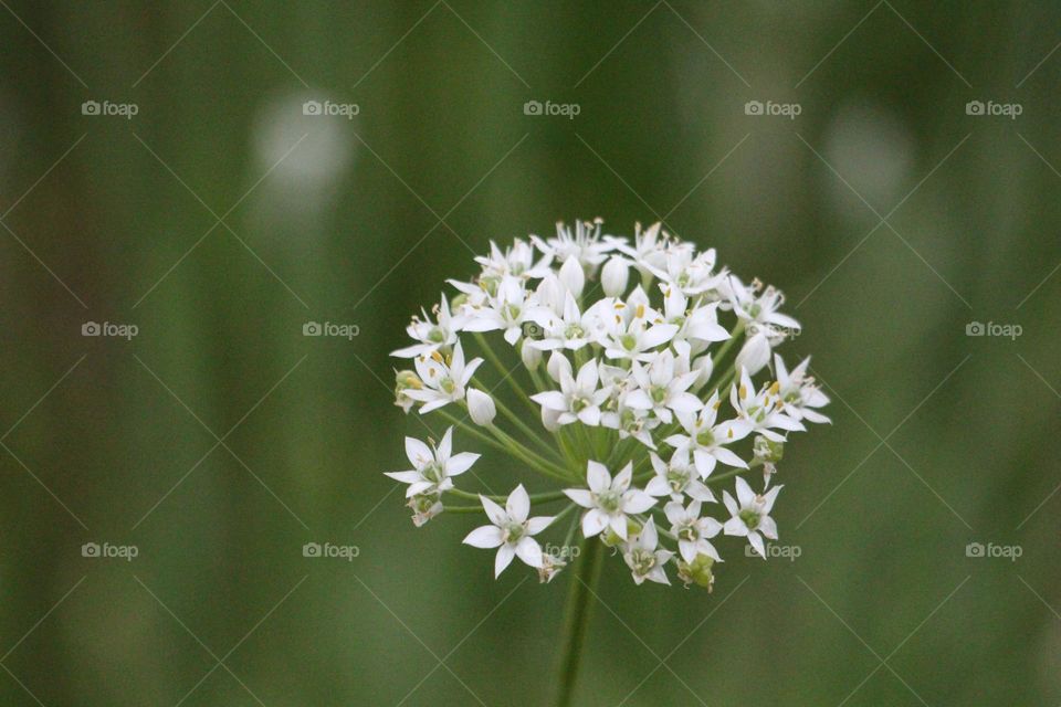 A cluster of small white flowers, sitting against a broad green field of everlasting beauty.