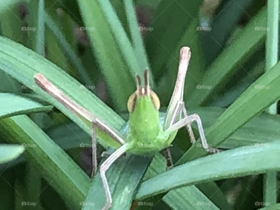 looking grasshopper in the grass