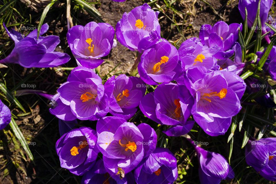 Purple snowdrop flowers