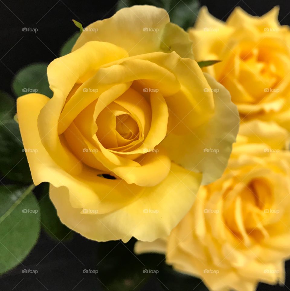 Rosas amarillas en planta o en ramos o en bouquet