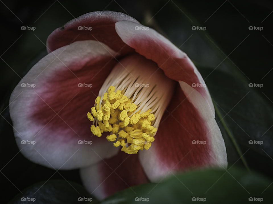 Red and white camellia macro