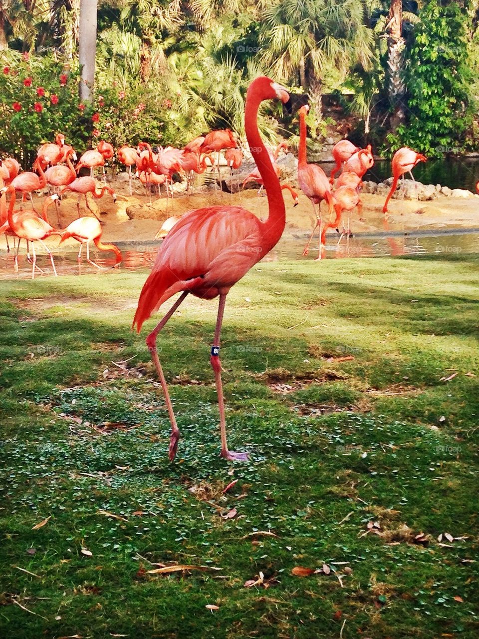 Mr. Flamingo 
