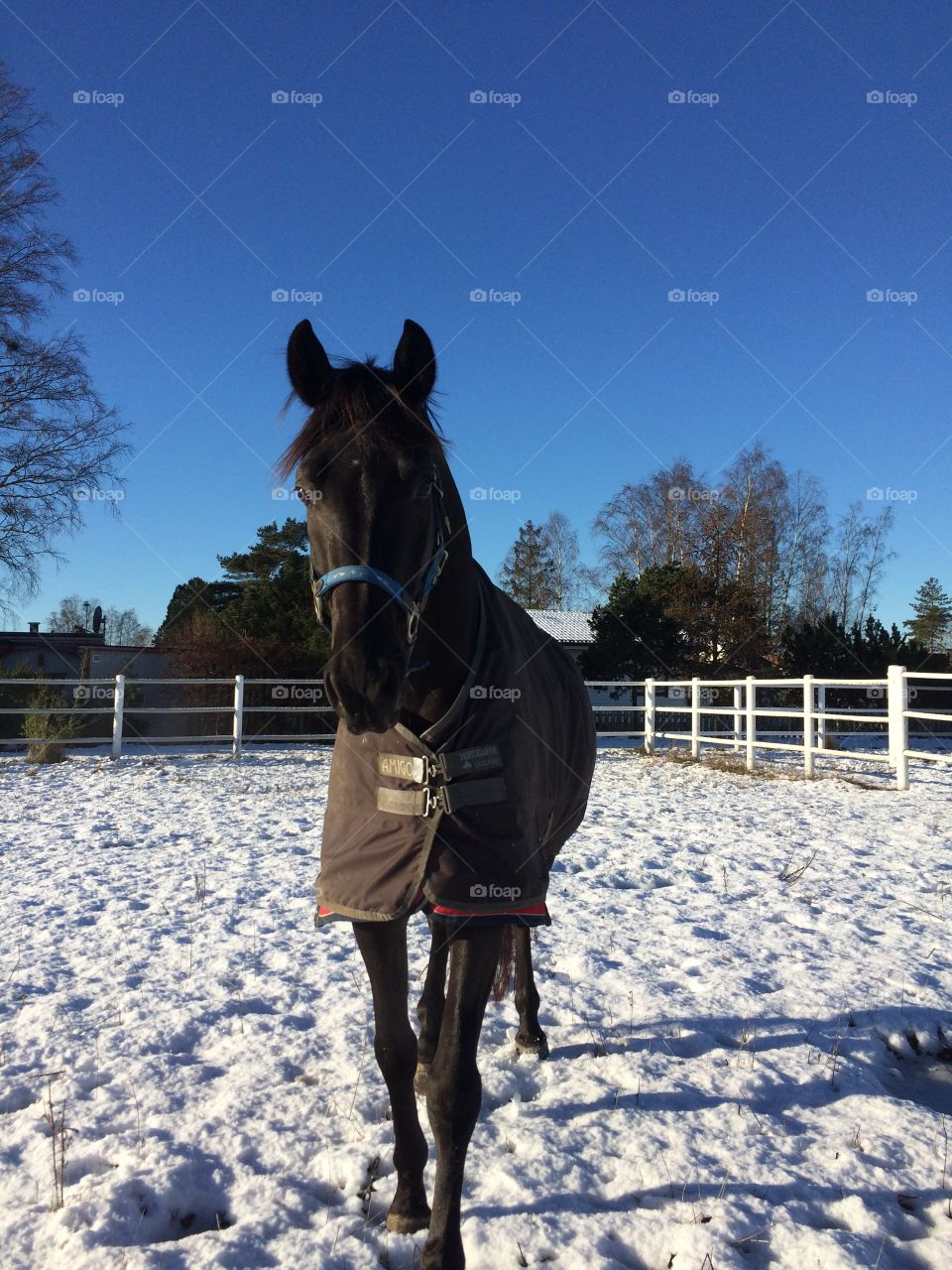 Horse in Winter