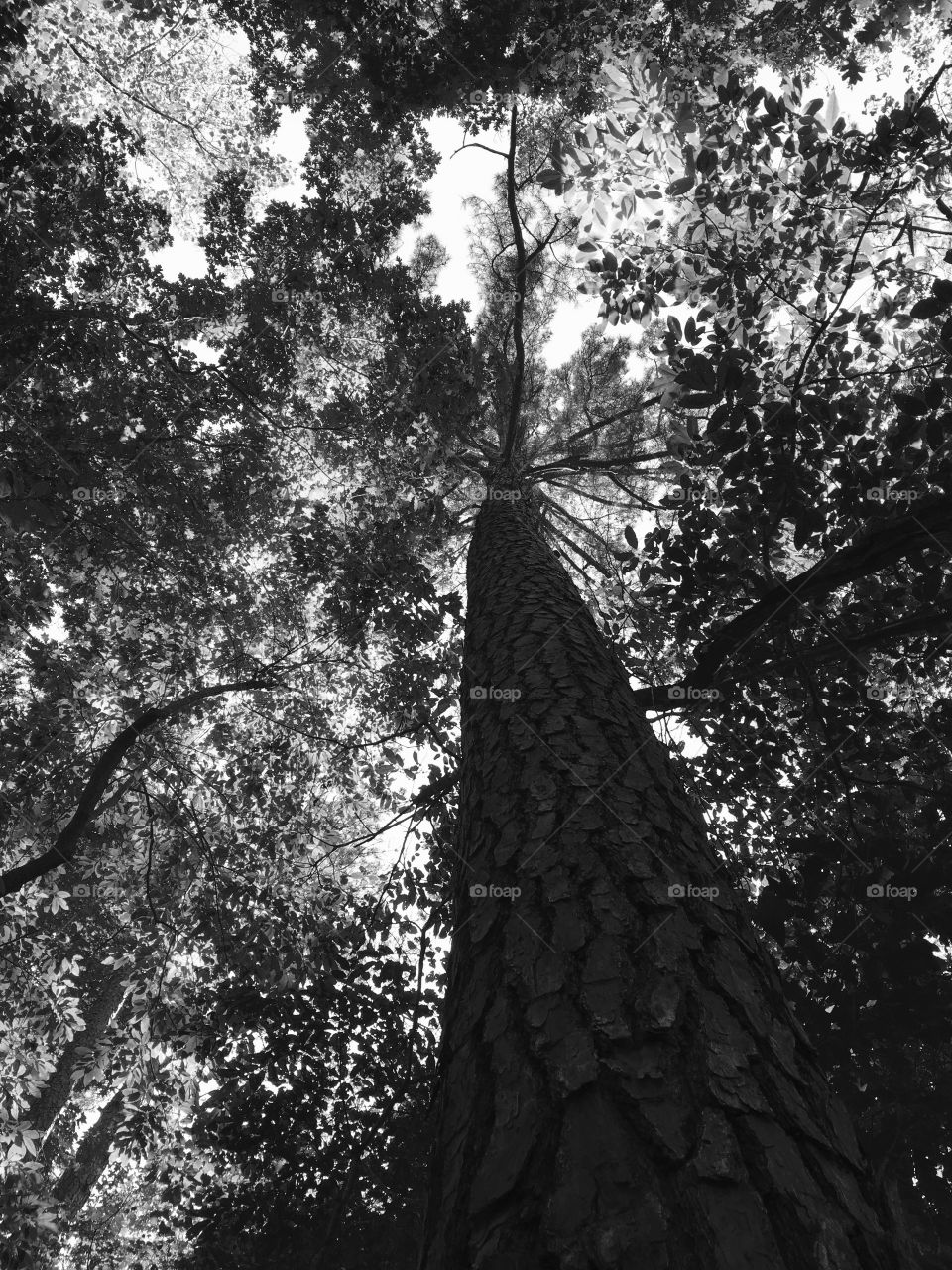 Up a loblolly pine