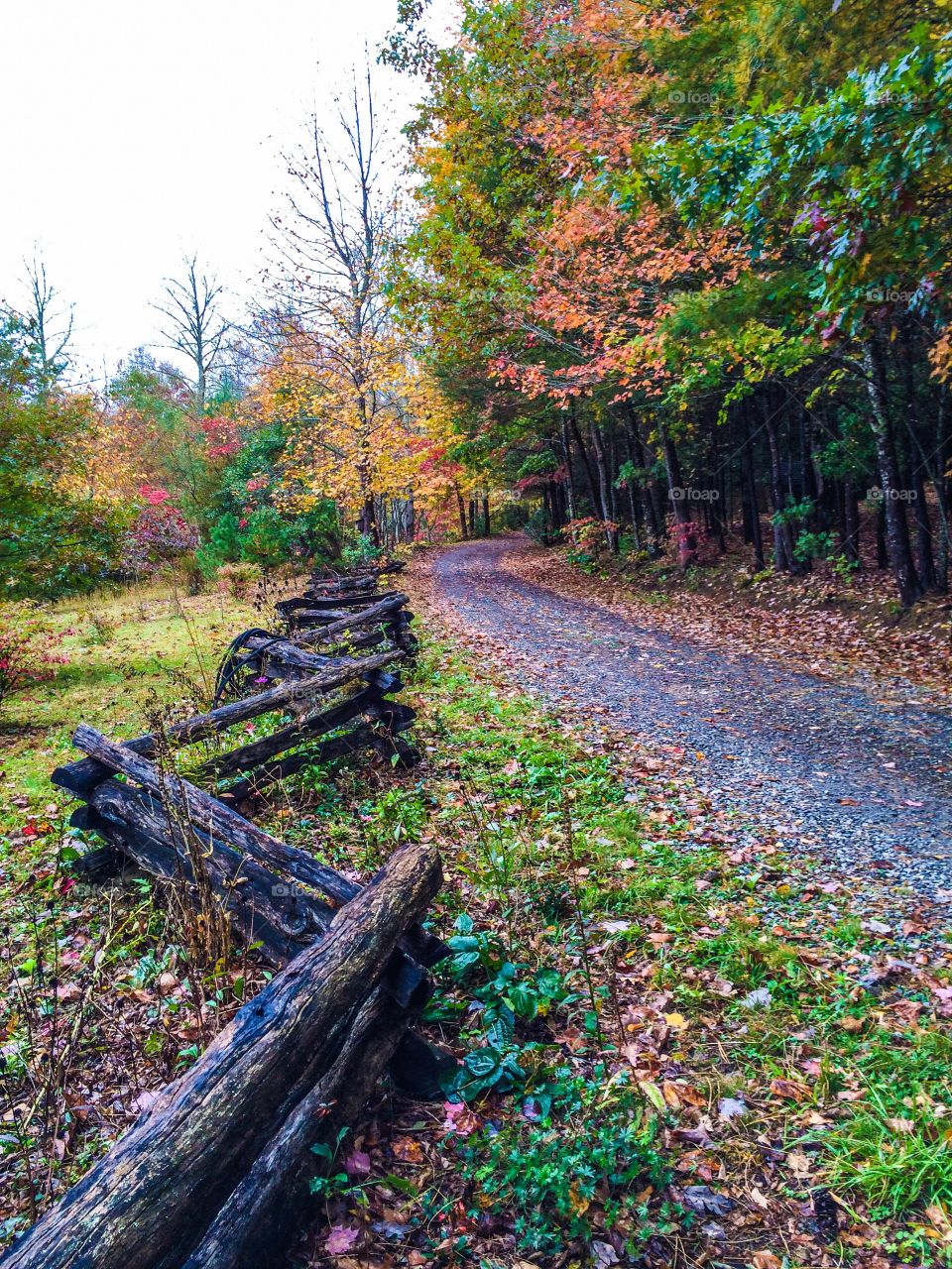 Autumn trees near empty road