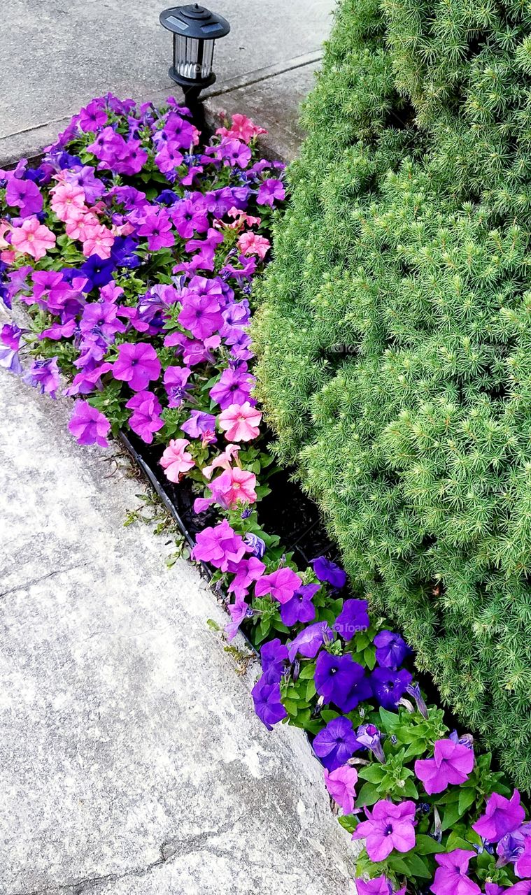 Petunia Pathway