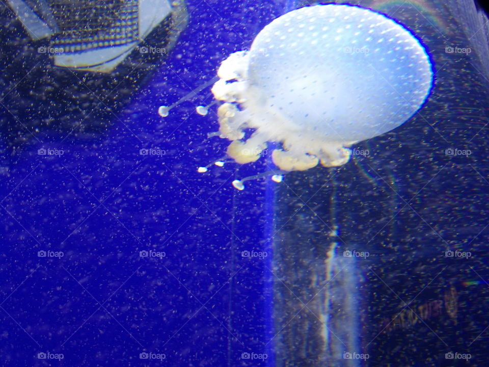 jellyfish