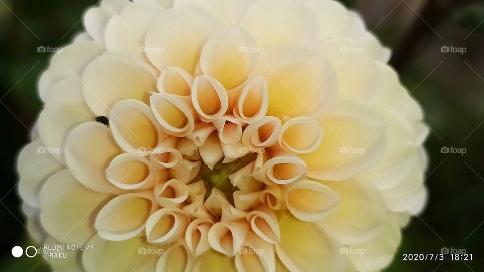 Device Redmi note 7s manual shot