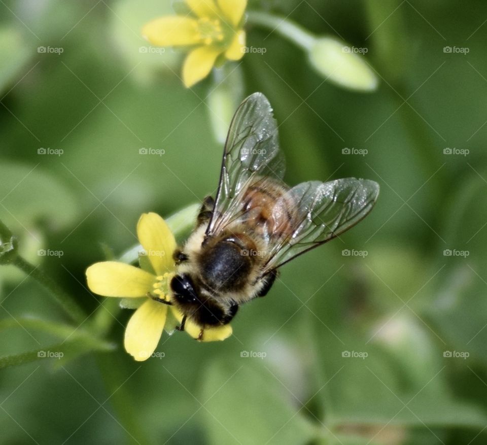 bee
