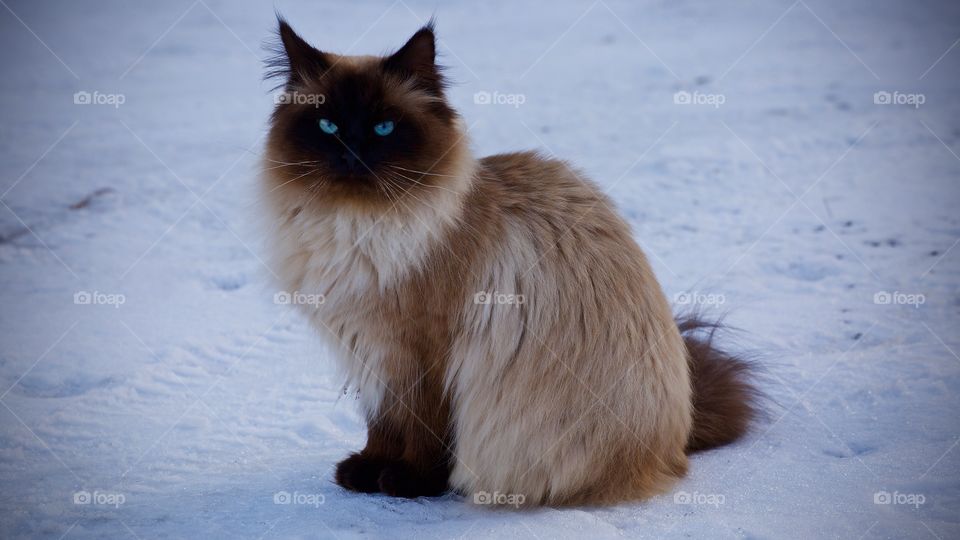 Cat sitting in snow