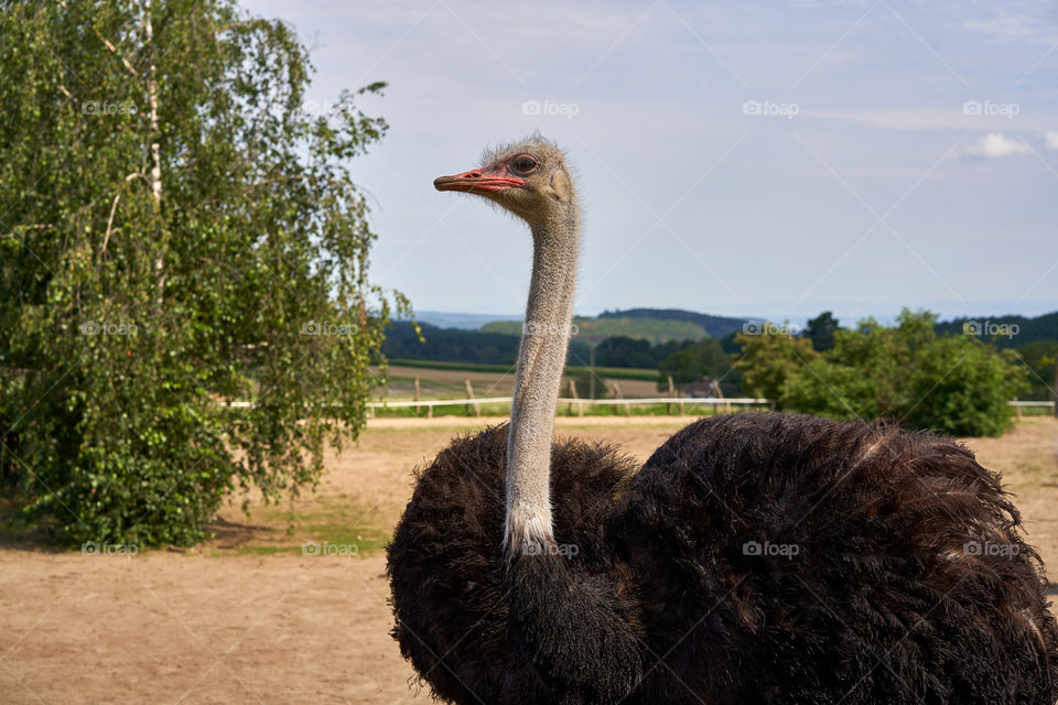 South African ostrich in the farm. 
