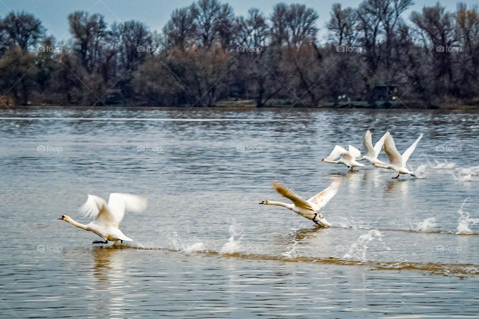 Flock of white swans taking off from the Danube River