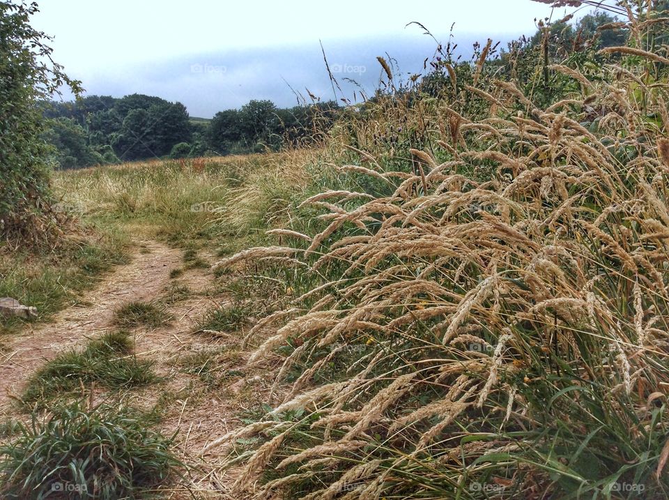 Long grass 
