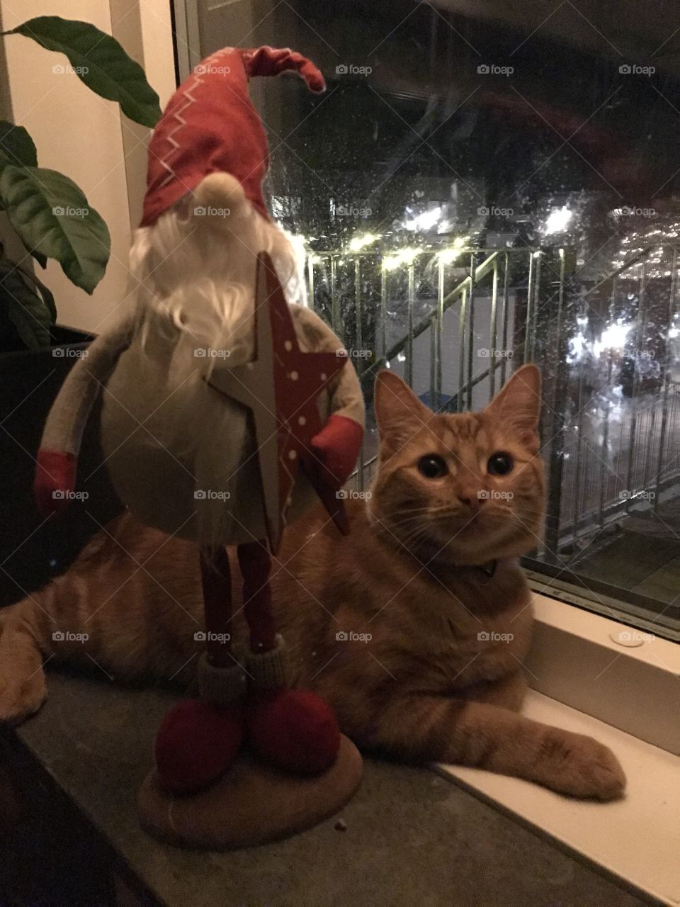 Cat and Santa 